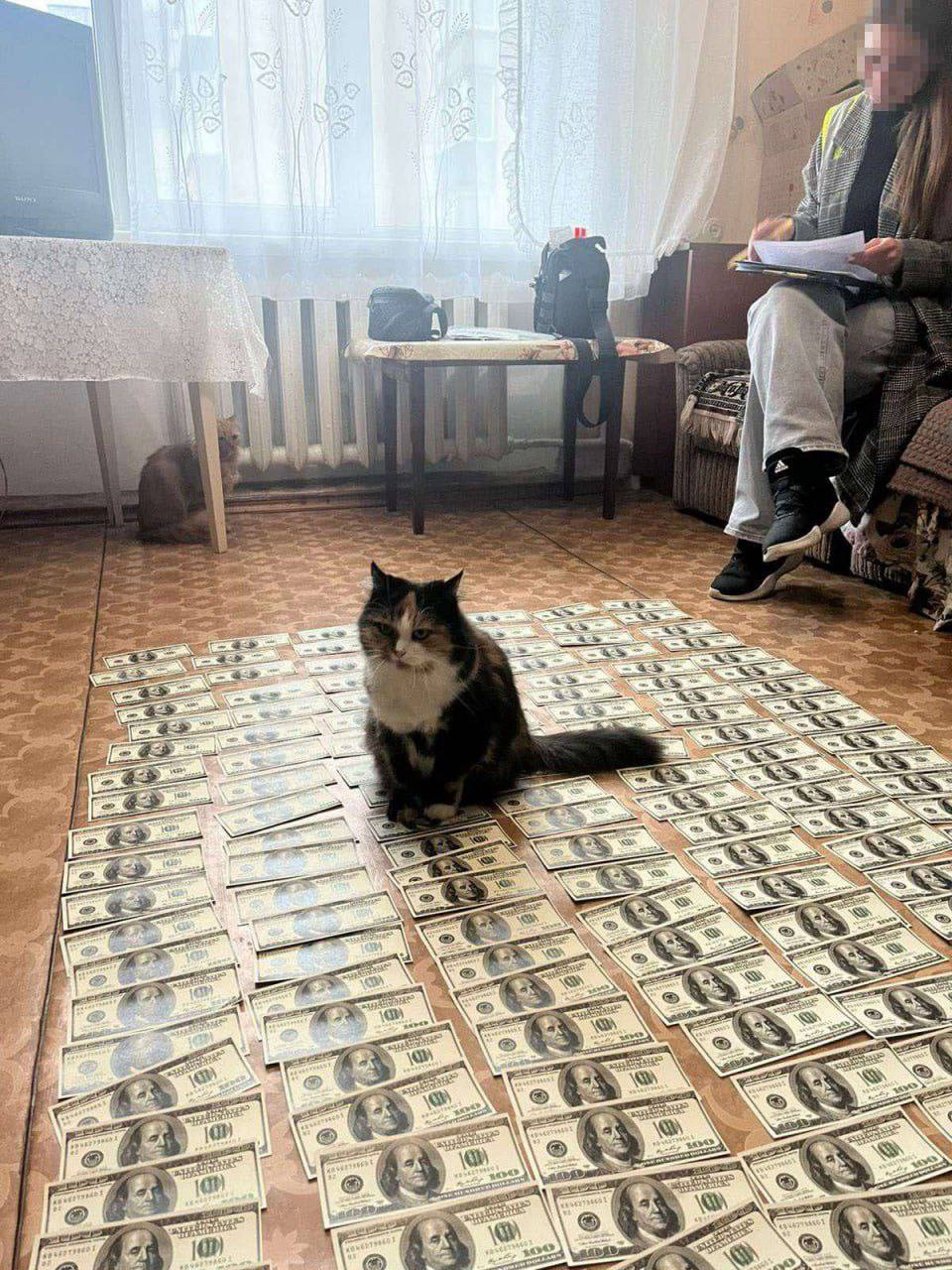 Home cat during a house search of an allegedly corrupt official in Ukraine