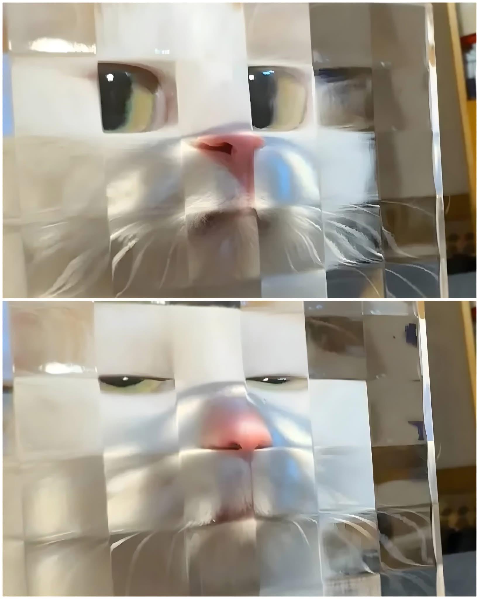 Cat looking through textured glass