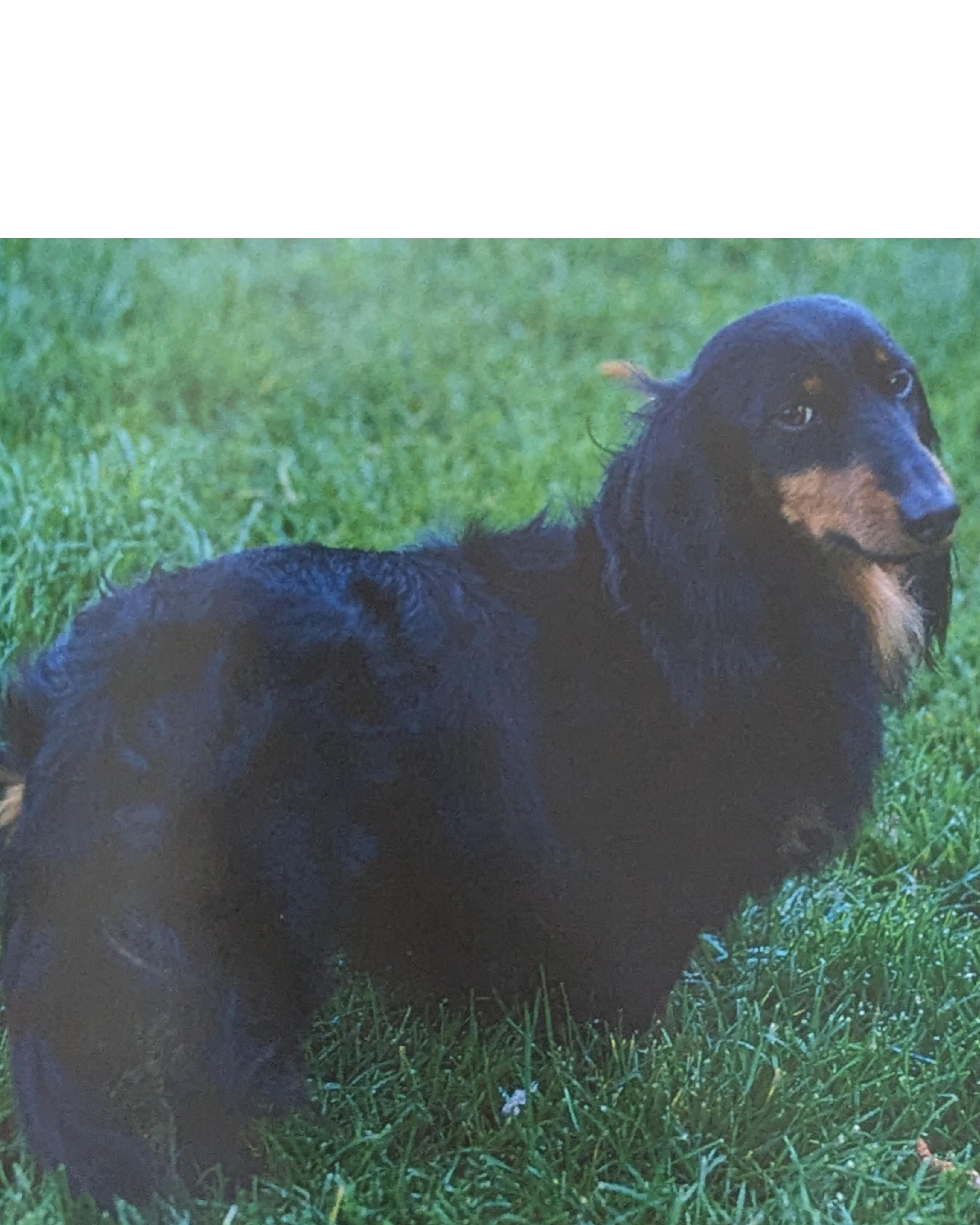 Dog's look of disappointment